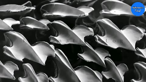 Interesting Images Under Microscope 🔬 🧫 🦠