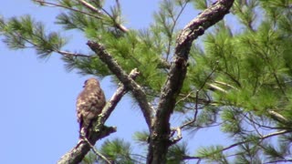 Young Hawk