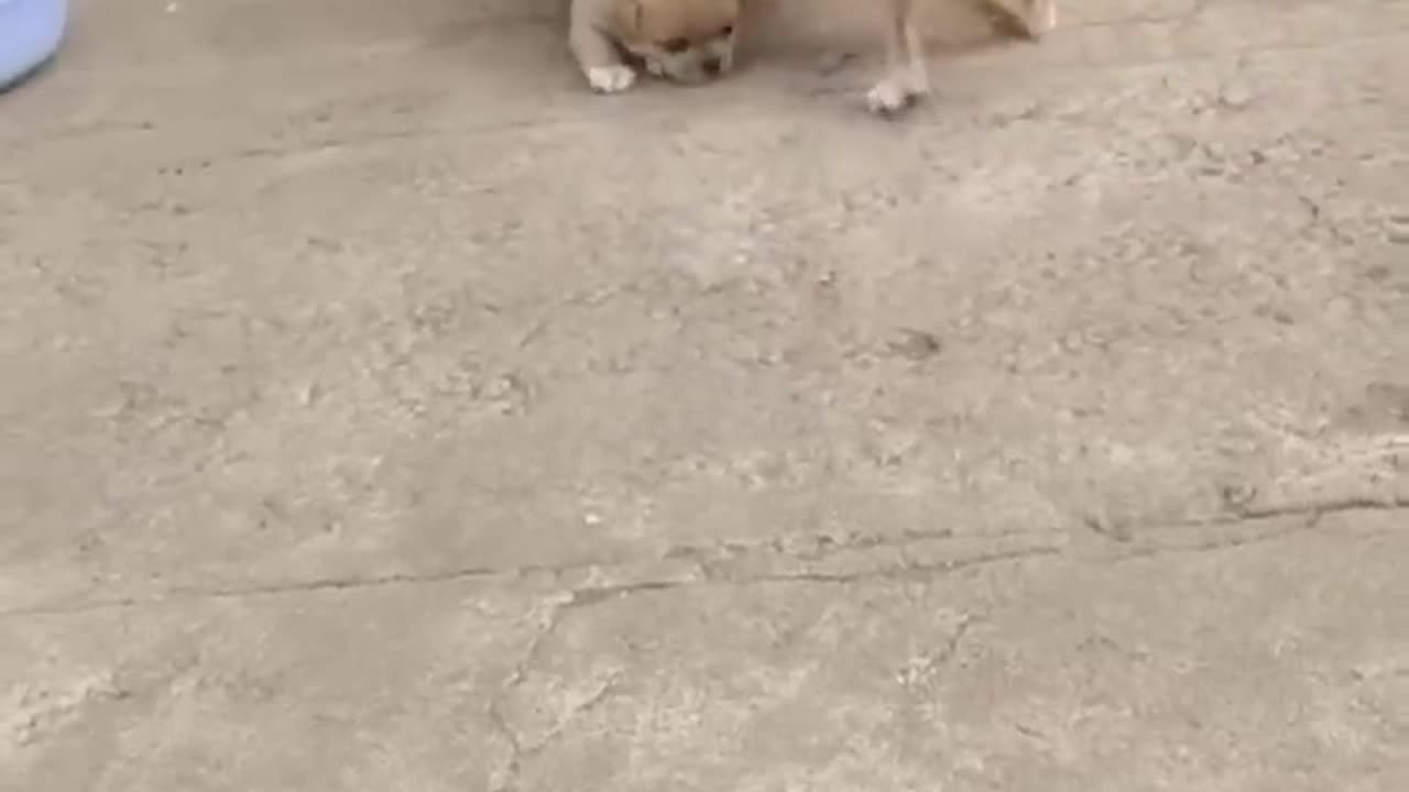 Adorable baby puppy playing together