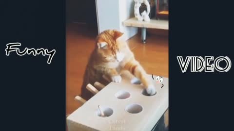 Funny Cats Video #