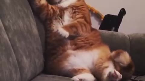 Кот прикол