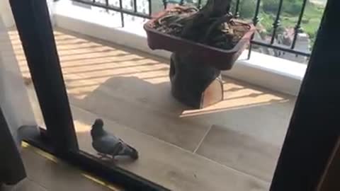 dove on the porch