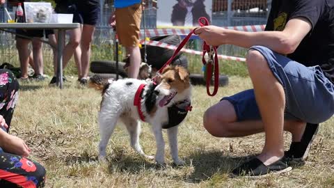 Dogs play and walk with Owners on a Dog's Festival on a Summer Day