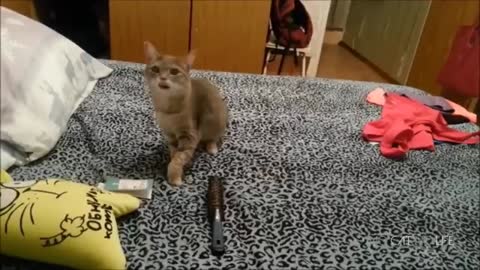 Funny cats 🐈😻 baby vs cats fun 😄😜😉