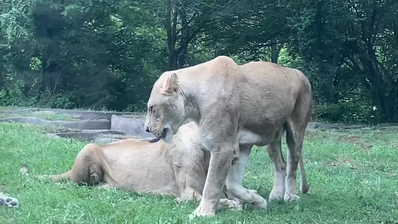 Lazy Lions