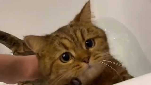 kitty hates it when the water is to cold