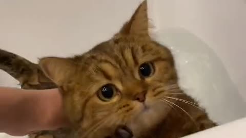 kitty hates it when the water is to cold