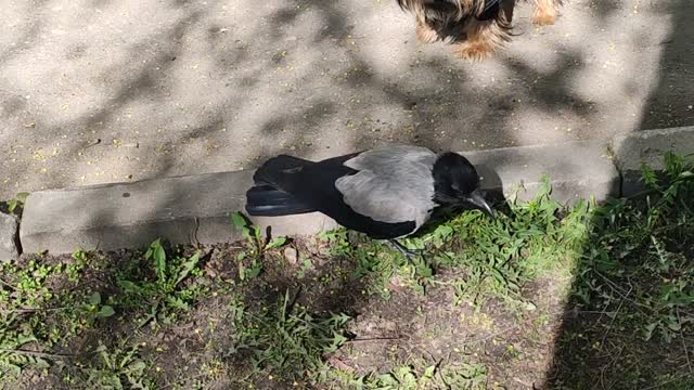 Funny video,dog and magpie