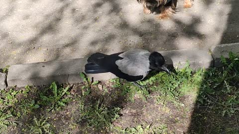 Funny video,dog and magpie