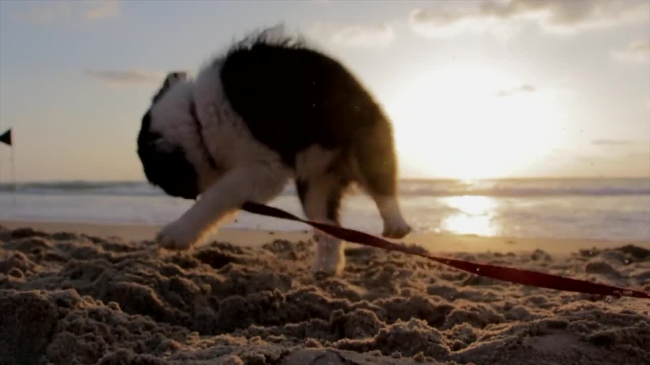 CUTEST PUPPY PLAYING IN THE BEACH