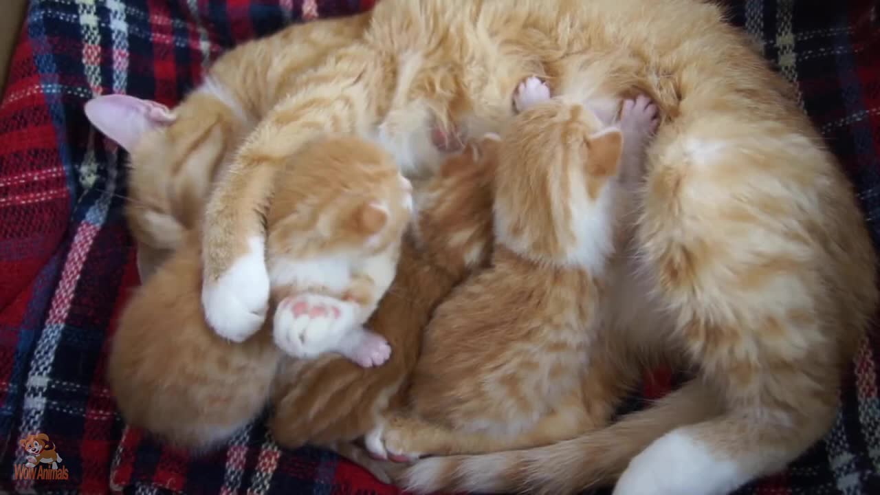 Mother Cat and Cute Kittens 😍 Best Family Cats Comilation 2022