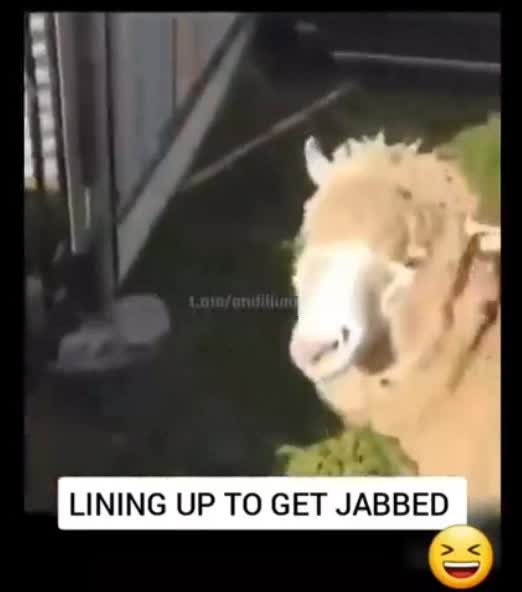 Sheep lining up for the jab