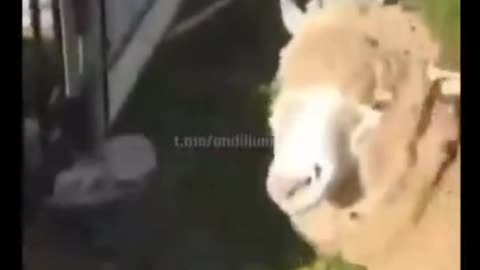 Sheep lining up for the jab