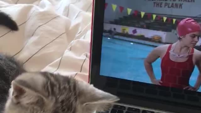 Most adorable kitten plays with laptop