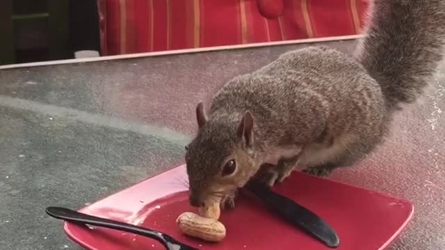 Dinner With Fred The Squirrel