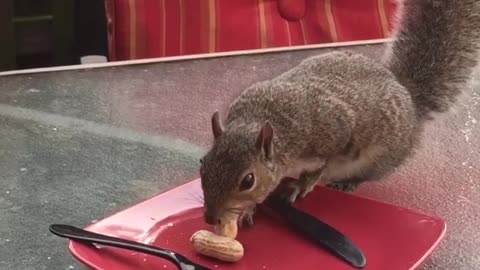 Dinner With Fred The Squirrel