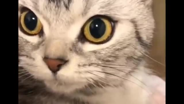 Funniest cats fails compilation - simply hilarious.