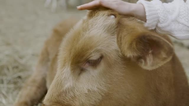 Cow is very friendly