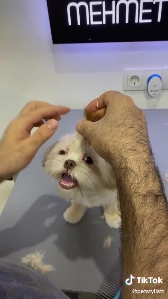Nice haircut cute puppy
