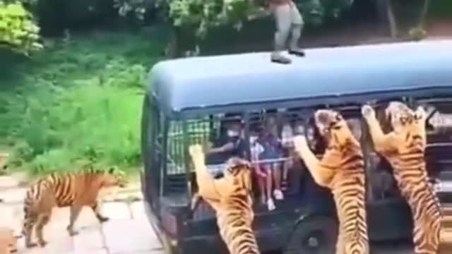 TIGER vs HUMAN - Tiger Dangerous Wild Animals || Wild Adventure