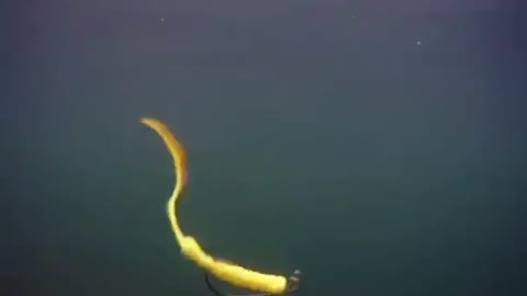 This is a beautiful and charming water-dwelling species