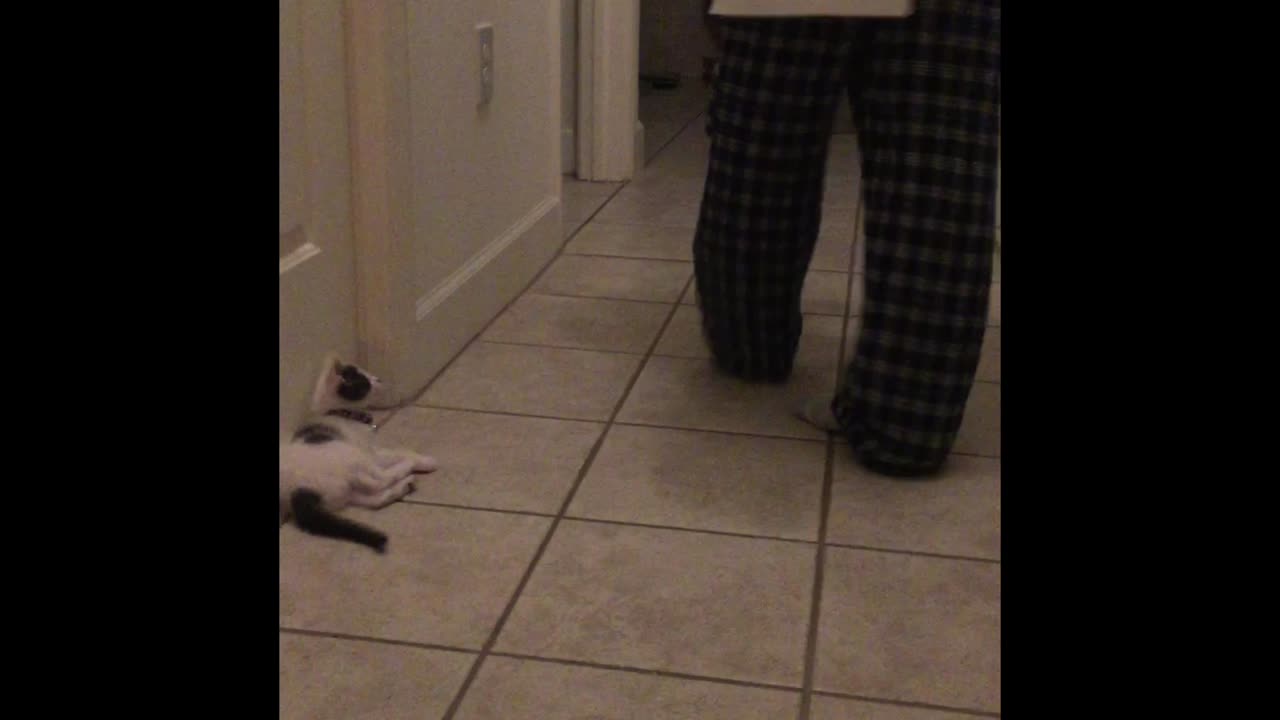 Sharky the bottle baby rescue learns to pounce!