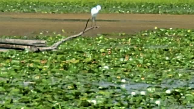 White bird at Tommy Thompson Park Toronto - Part 2