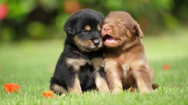 Cute puppies playing | Best entertainng video | Cute dogs