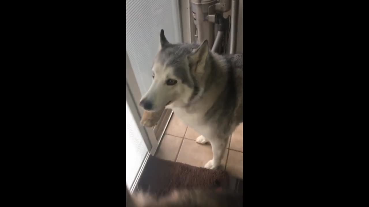 Stubborn Husky Furious He Can't Bury His Treat Outside