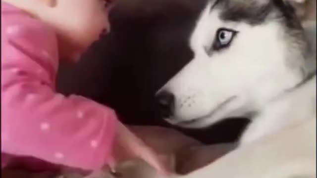 Funny dog videos