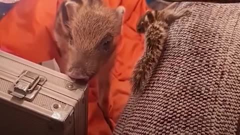 Gardener finds baby wild boar outside his house