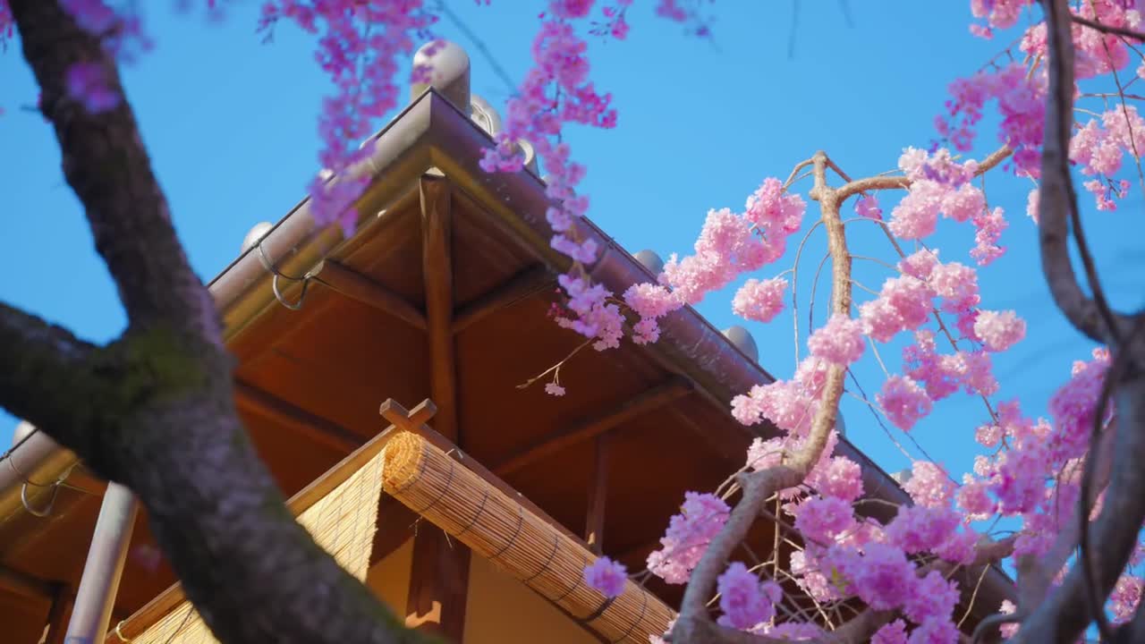 Cherry blossoms in Kyoto