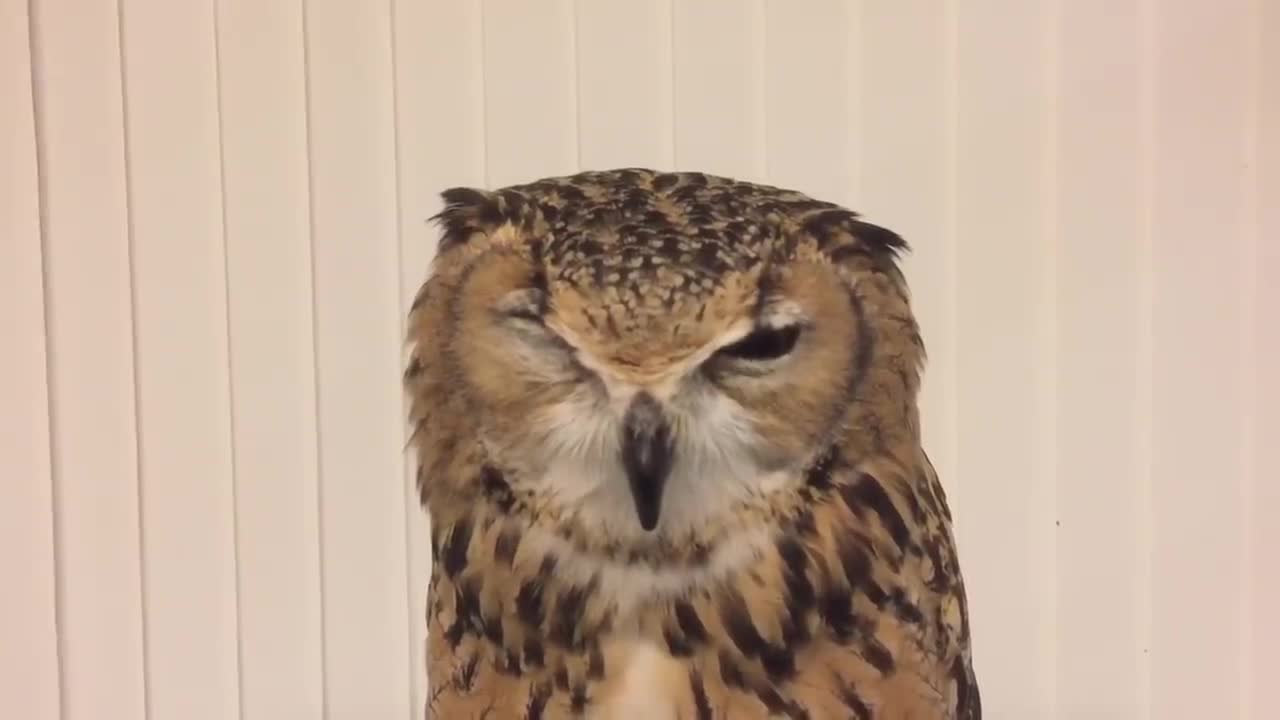 Sneezy owl