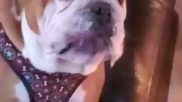 Bulldog blowing bubbles, Bubbles for food