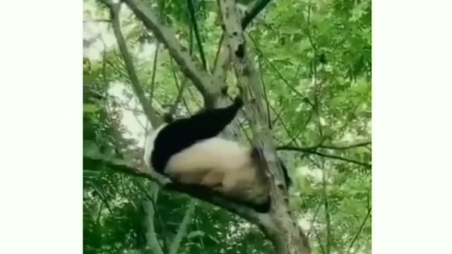 I can't believe pandas are not extinct