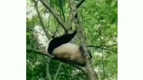 I can't believe pandas are not extinct