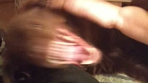 My mom is playing with a dog