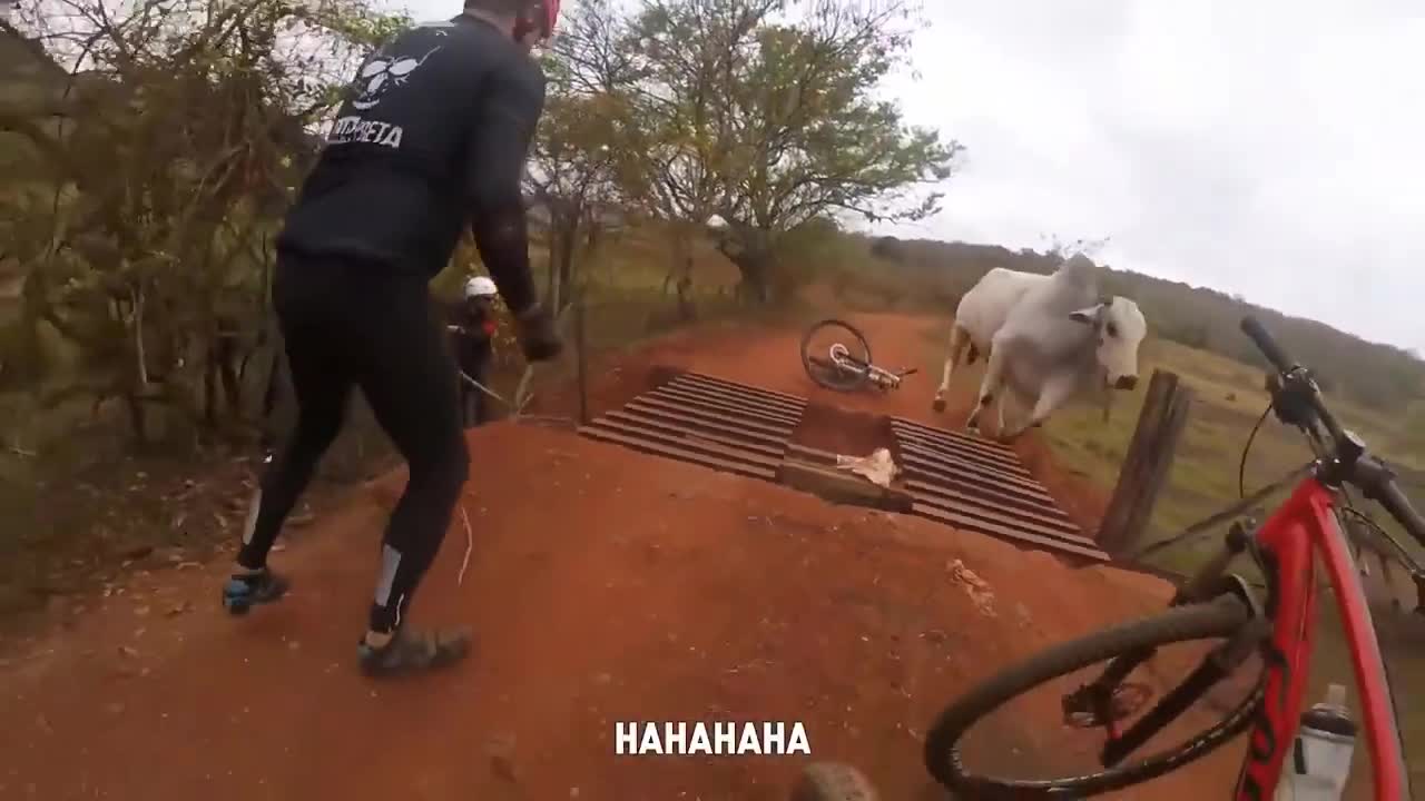 You won't believe what these crazy animals are doing!