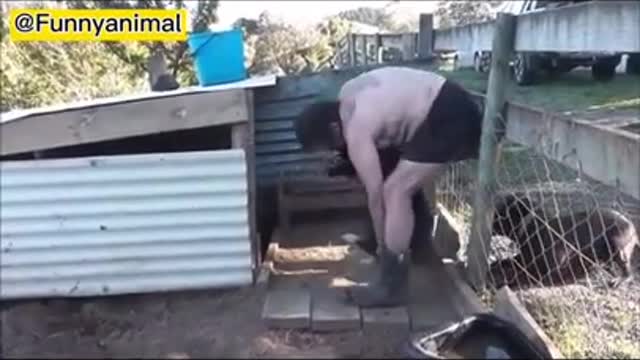 Try not to laugh