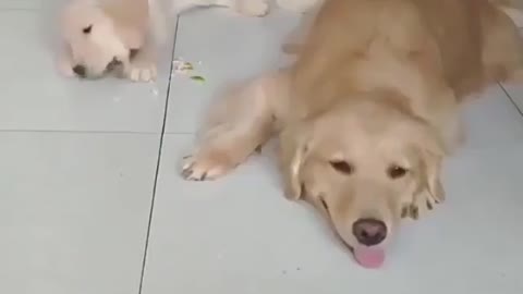 The most beautiful video you will see today02
