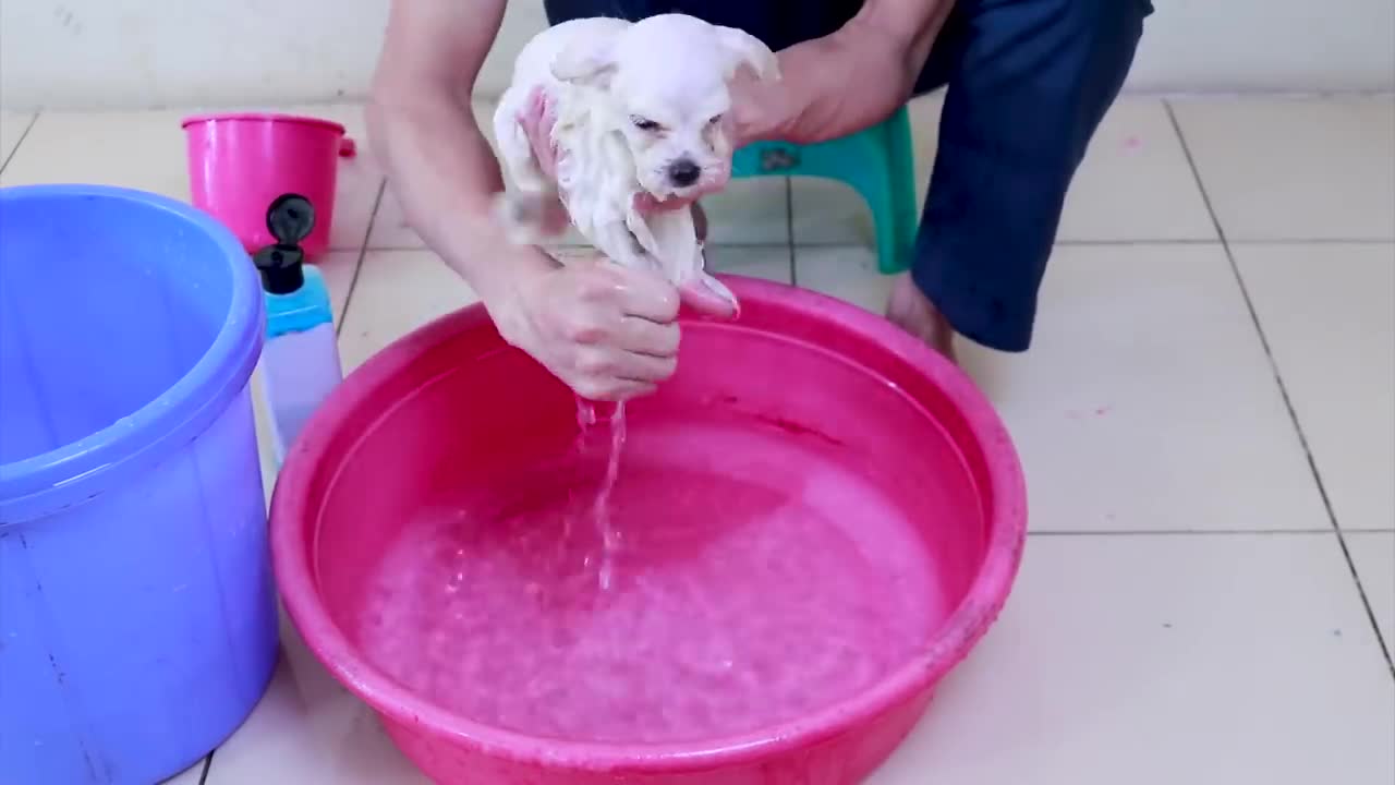 First cute pemoranian puppy bath funny dogs puppies