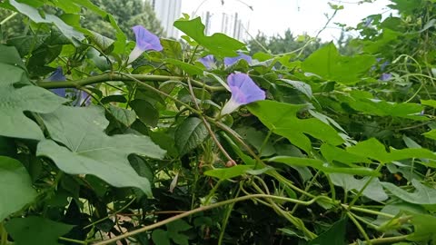 That blue morning glory is so pretty