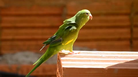 Brazilian parrot