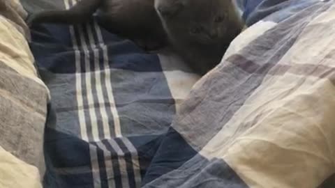 Cat hunts for bed