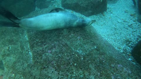 Sea Lion Scratches that Pesky Itch against the Sea Floor