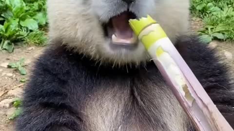 Pandas love reeds 😂😂