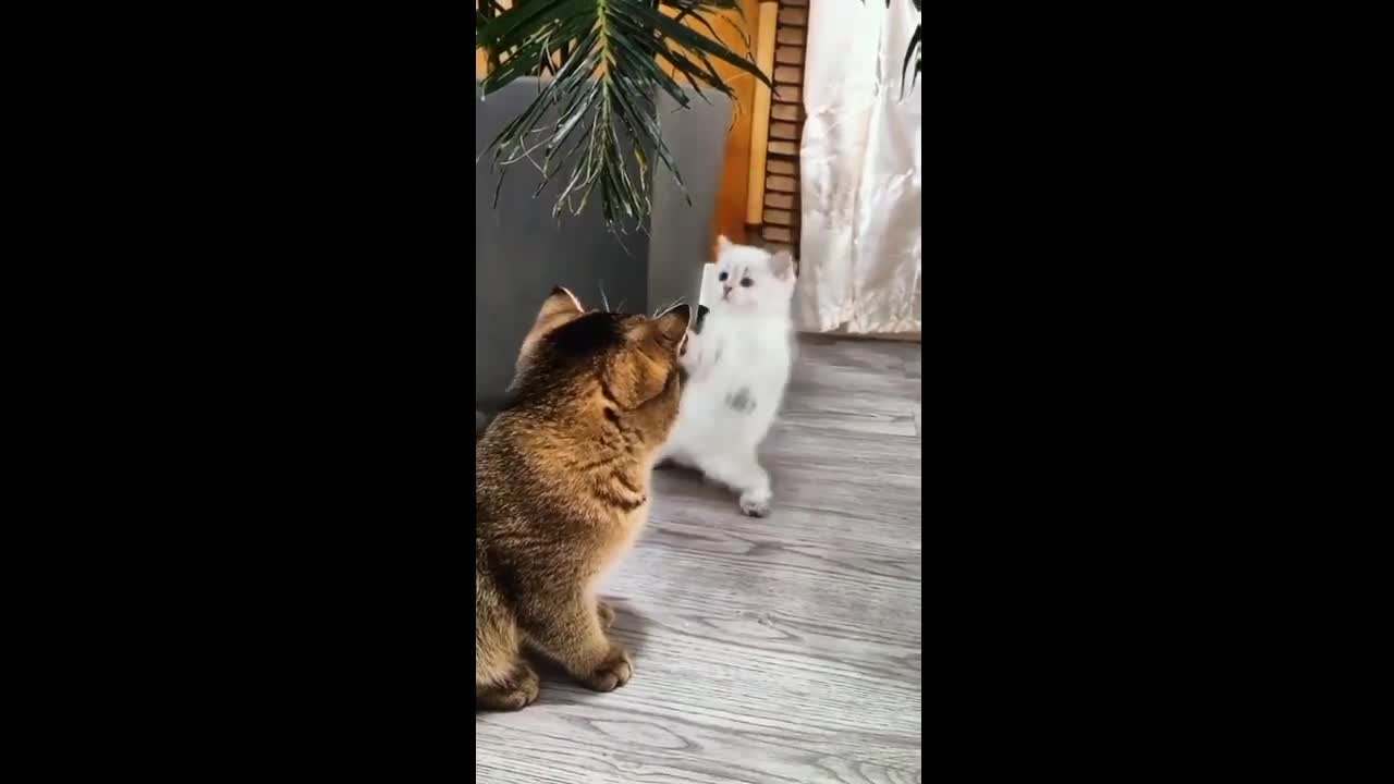 Funny cat🐈🤣🤣