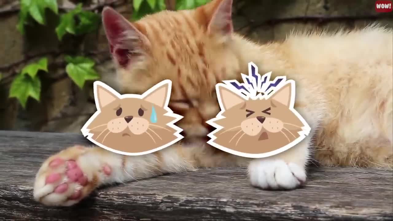 Share The Meaning Behind 14 Strangest Cat Behaviors