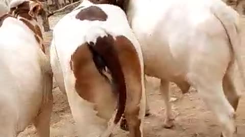 Cow