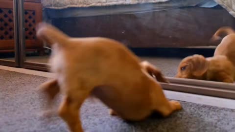 Cute animals videos 🐱🐶